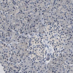 UCH-L3 Antibody, Novus Biologicals:Antibodies:Primary Antibodies